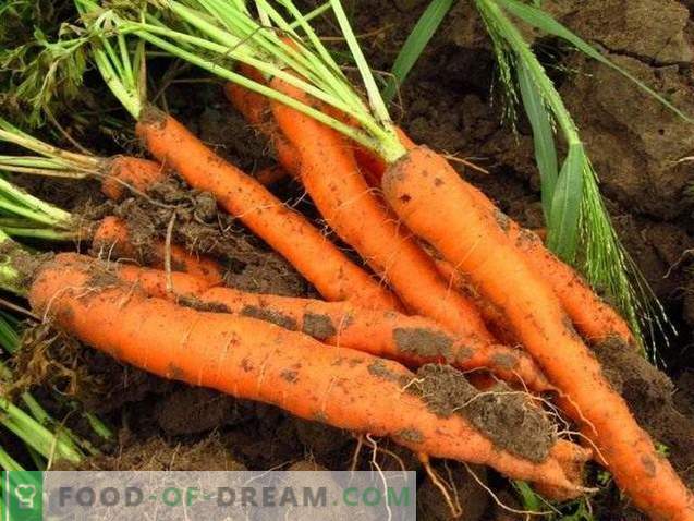 Полезни свойства на морковите