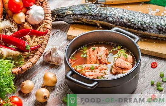 Готвенето на рибена супа е деликатен въпрос! Как да готвя риба супа от реката или червена риба, с ечемик, просо, консервирани храни, скариди, домати