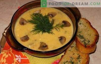Сирена супа с гъби - нежно, вкусно, удовлетворяващо. Рецепти на най-добрите сирни супи с гъби и пиле, зеленчуци и пушени меса